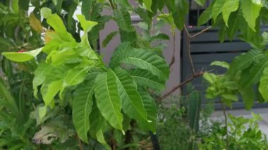 Yağmurdan sonra yeşil yaprakların üzerindeki su damlaları