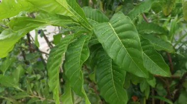 Yağmurdan sonra yeşil yaprakların üzerindeki su damlaları