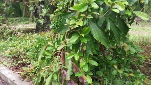 Gotas Agua Superficie Las Hojas Verdes Después Lluvia — Vídeo de stock