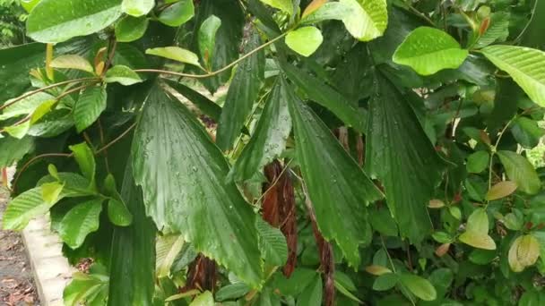 Gotas Água Superfície Das Folhas Verdes Após Chuva — Vídeo de Stock