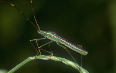 Yeşil pirinç başlıklı böcekle yakın plan.
