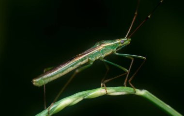 Yeşil pirinç başlıklı böcekle yakın plan.