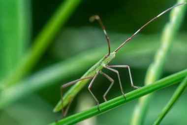Yeşil pirinç başlıklı böcekle yakın plan.
