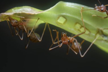 Karıncaları çimlerin üzerinde dokuyor