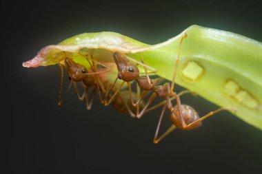 Karıncaları çimlerin üzerinde dokuyor