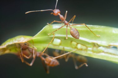 Karıncaları çimlerin üzerinde dokuyor