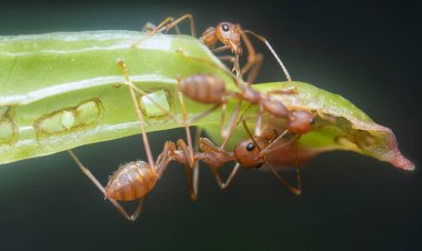 Karıncaları çimlerin üzerinde dokuyor