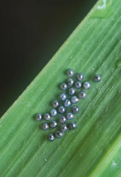 Close Shot Tiny Stink Bug Eggs — Stock Photo, Image