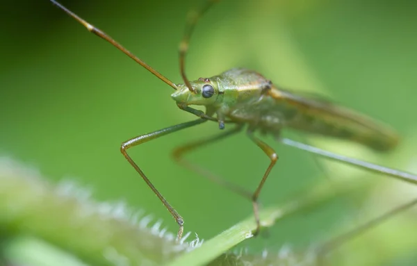 Yeşil Pirinç Başlıklı Böcekle Yakın Plan — Stok fotoğraf
