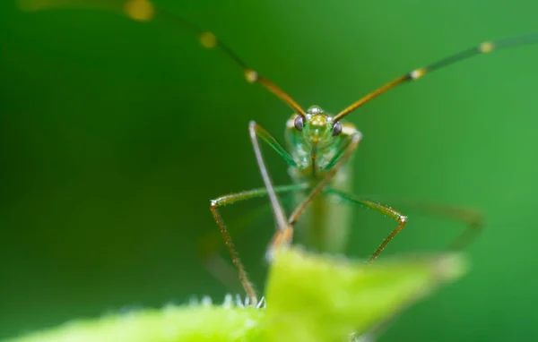 Gros Plan Avec Punaise Tête Oreille Riz Vert — Photo