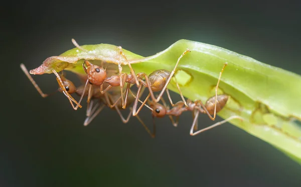 Formigas Tecelãs Lâmina Grama — Fotografia de Stock