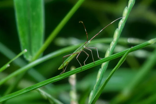 Closeup Green Rice Earheaded Bug — Stock Photo, Image