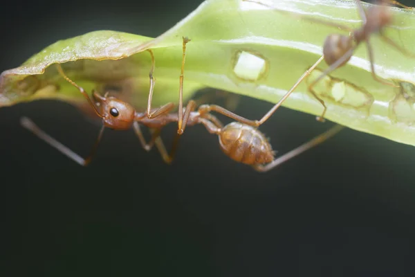 Weaver Ants Blade Grass — Stock Photo, Image