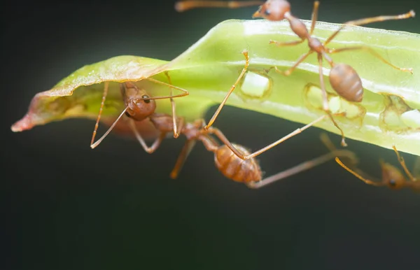 Semut Penenun Rumput — Stok Foto