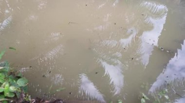 İribaş ve yumurtalar kirli su birikintisinde yüzüyor.