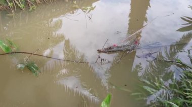 İribaş ve yumurtalar kirli su birikintisinde yüzüyor.