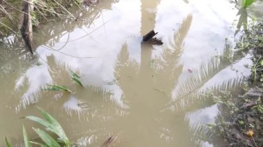 İribaş ve yumurtalar kirli su birikintisinde yüzüyor.