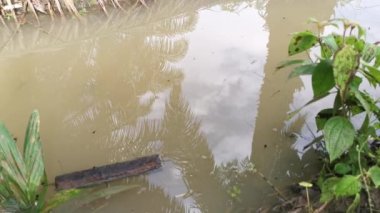 İribaş ve yumurtalar kirli su birikintisinde yüzüyor.