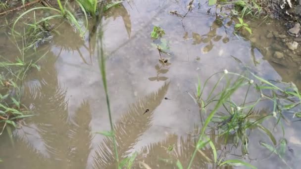 Kikkervisje Eieren Drijvend Vuile Oppervlaktevijver — Stockvideo