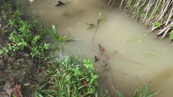 Kaulquappen Und Eier Treiben Auf Dem Schmutzigen Teich — Stockvideo