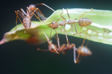 Karıncaları çimlerin üzerinde dokuyor
