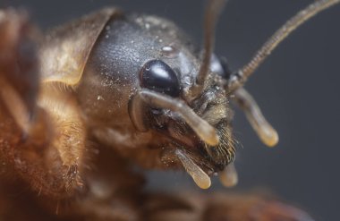Vahşi köstebek cırcırböceğinin yakın çekimi..