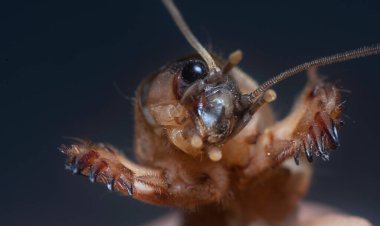 Vahşi köstebek cırcırböceğinin yakın çekimi..