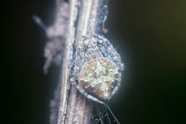 Närbild Trädgården Eriovixia Laglaizei Spindel — Stockfoto