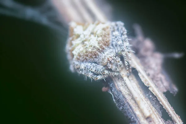 菜园的近景紫杉蜘蛛 — 图库照片