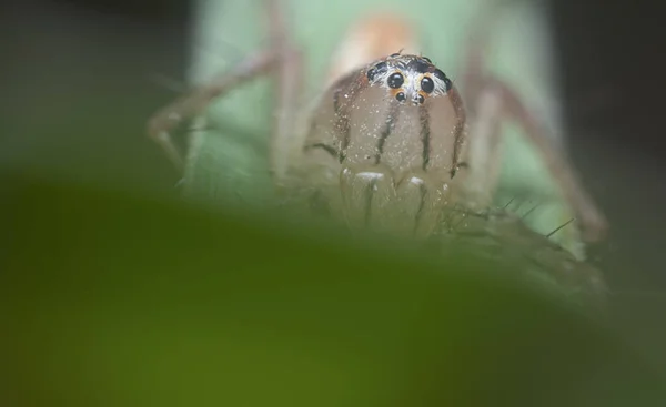 Gros Plan Lynx Femelle Araignée — Photo