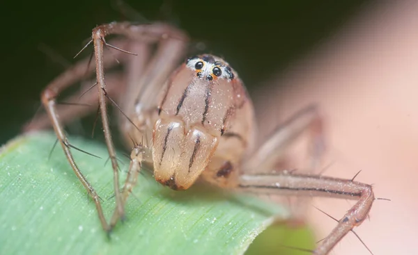 Tiro Perto Aranha Lince Fêmea — Fotografia de Stock