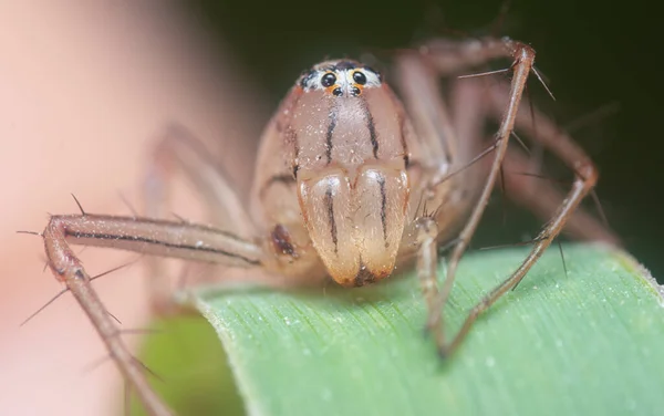 雌性山猫蜘蛛近照 — 图库照片