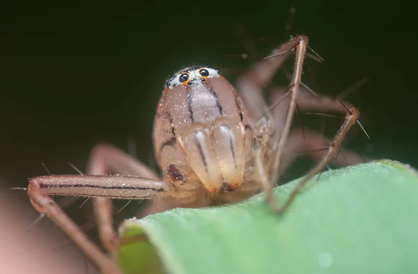 Zblízka Snímek Ženského Lynx Pavouka — Stock fotografie