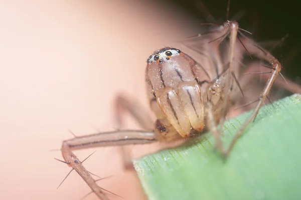 雌のリンクスクモの密射 — ストック写真