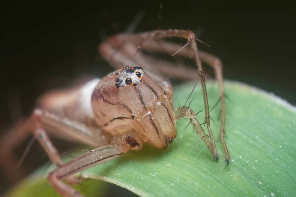 Tiro Perto Aranha Lince Fêmea — Fotografia de Stock