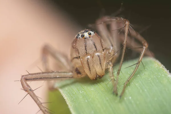 Tiro Cercano Araña Lince Hembra — Foto de Stock