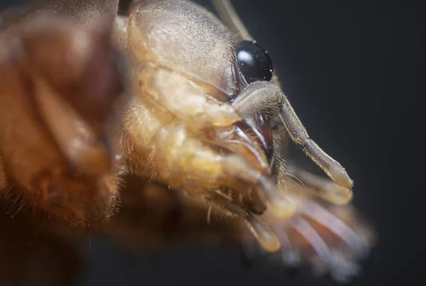 close shot of the wild mole cricket.