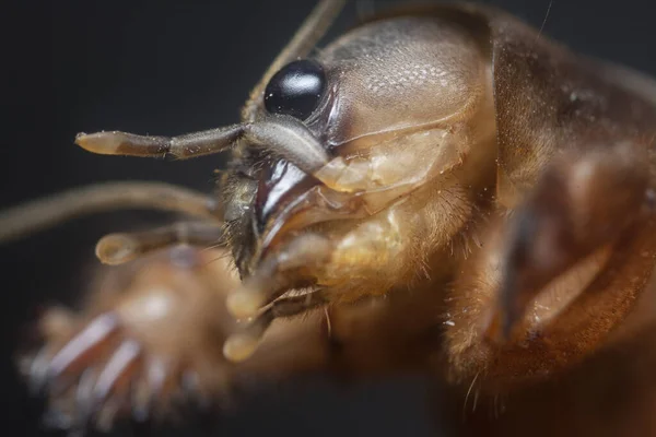 Close Shot Van Wilde Mol Cricket — Stockfoto