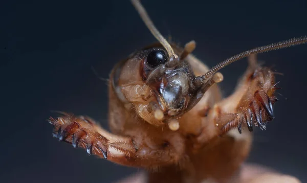 귀뚜라미의 — 스톡 사진