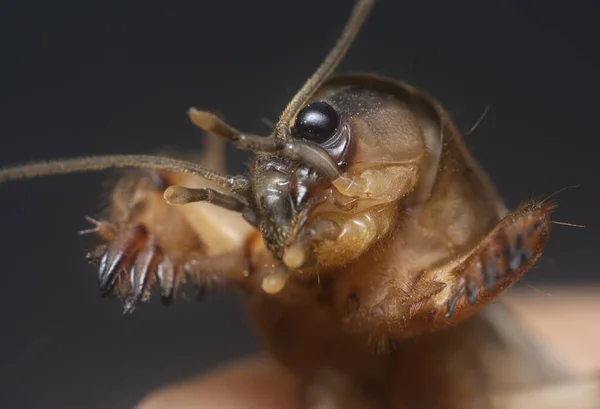 Närbild Den Vilda Mullvad Cricket — Stockfoto