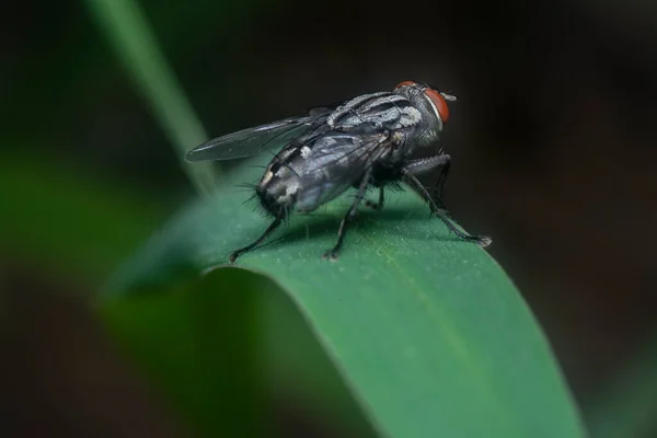 緑の草の上に群生して飛び立ち — ストック写真