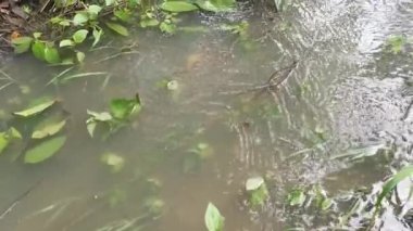 Çiftlik drenajından akan yağmur suyu.