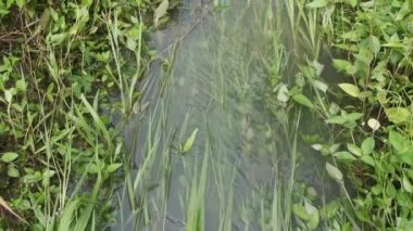 Çiftlik drenajından akan yağmur suyu.