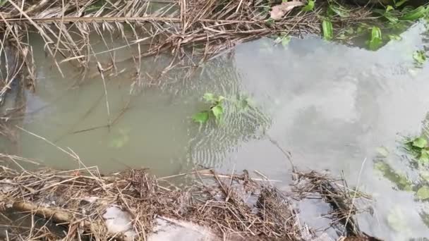 Escorrentía Agua Lluvia Granja Drenaje — Vídeos de Stock