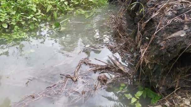 Çiftlik Drenajından Akan Yağmur Suyu — Stok video