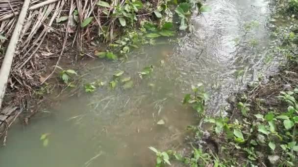 Regenwasser Aus Der Hofentwässerung — Stockvideo