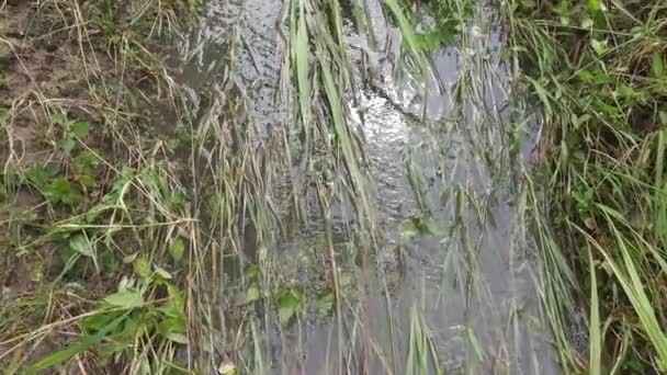 農地排水からの雨水流出は — ストック動画
