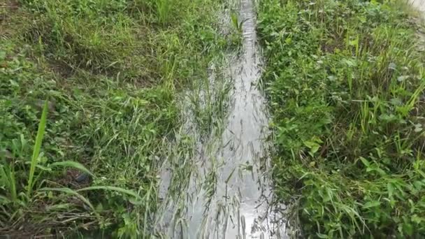 Escorrentía Agua Lluvia Granja Drenaje — Vídeos de Stock