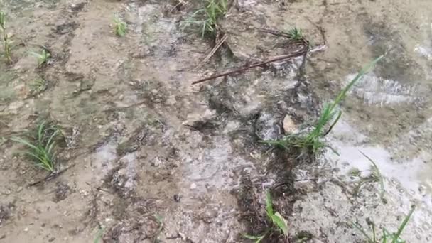 Escorrentía Agua Lluvia Granja Drenaje — Vídeo de stock