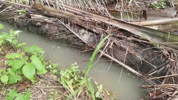 Ruissellement Eau Pluie Provenant Drainage Agricole — Video